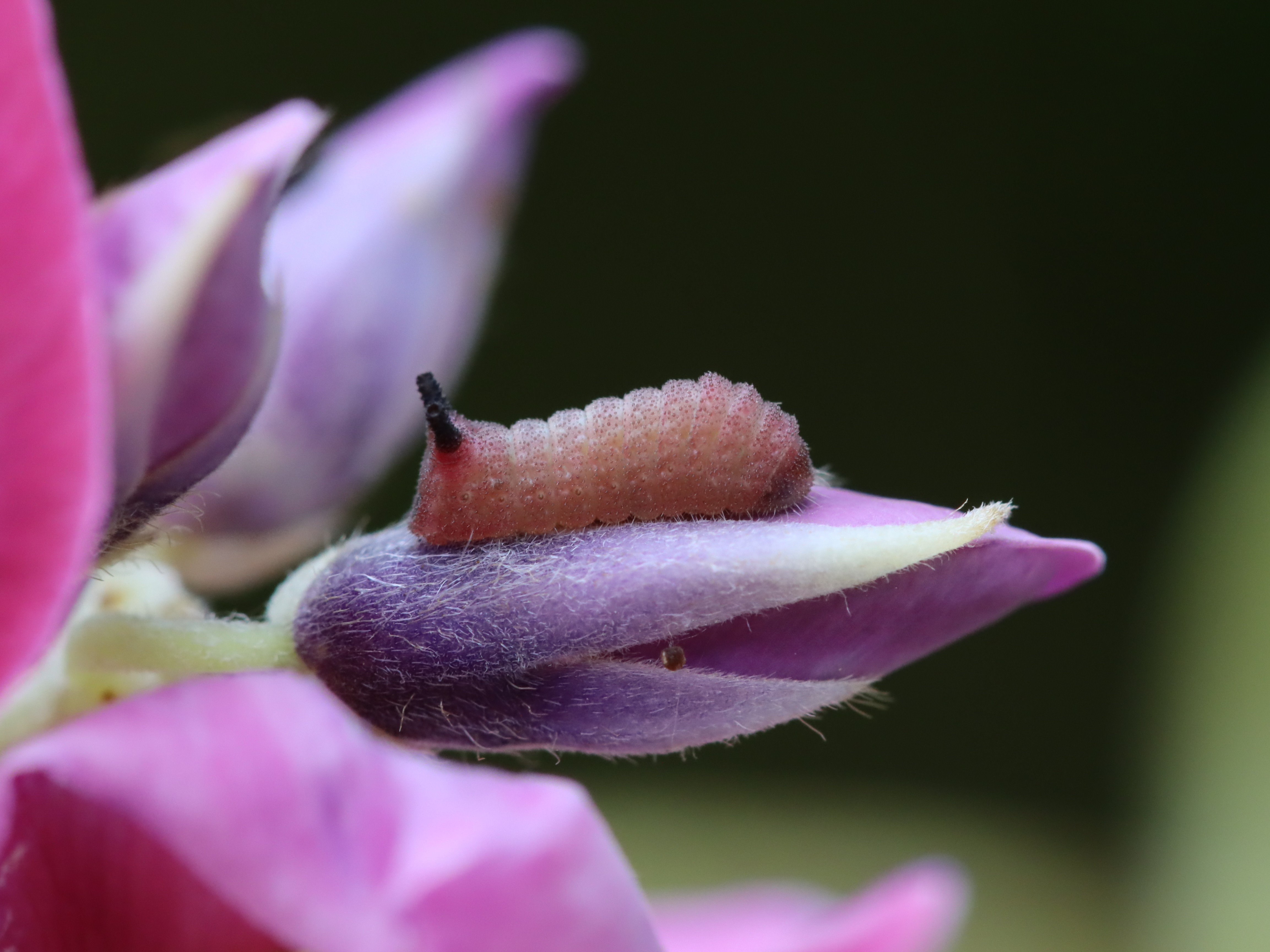 ウラギンシジミ